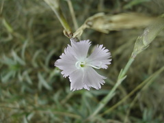 Dianthus gallicus