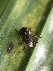 Trigonorhinus rotundatus