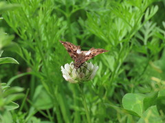 Noctuana lactifera bipuncta