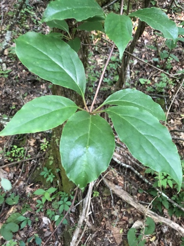 Bay starvine (Schisandra glabra)