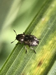 Trigonorhinus rotundatus