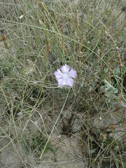 Dianthus gallicus
