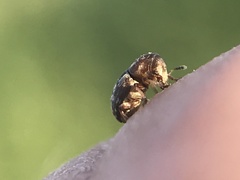 Trigonorhinus rotundatus