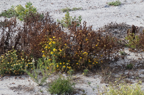 Glebionis coronaria