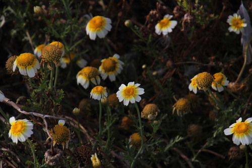 Glebionis coronaria