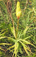 Asphodeloideae