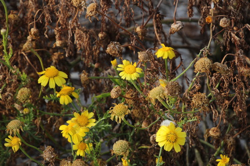 Glebionis coronaria