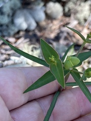 Euphorbia floridana