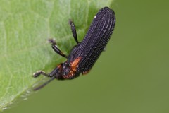 Odontota scapularis