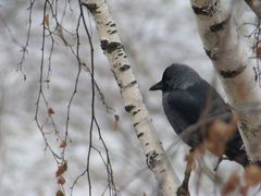Corvus monedula