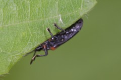 Odontota scapularis