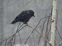 Corvus monedula