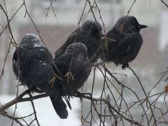 Corvus monedula
