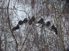 Corvus monedula
