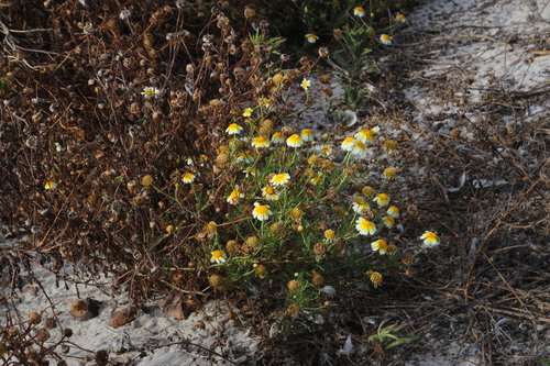 Glebionis coronaria