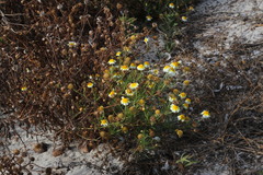 Glebionis coronaria discolor