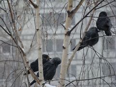 Corvus monedula
