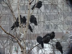 Corvus monedula