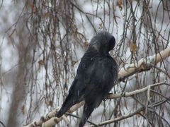 Corvus monedula