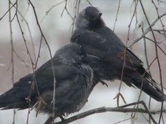 Corvus monedula