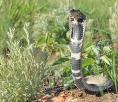 Hemachatus haemachatus