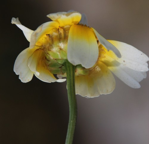 Glebionis coronaria