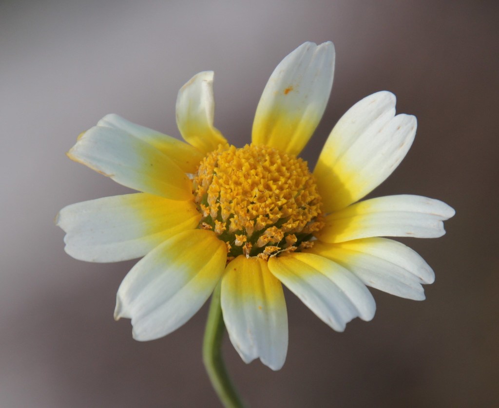Glebionis coronaria, Strandfontein Sewerage Works
