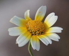Glebionis coronaria discolor