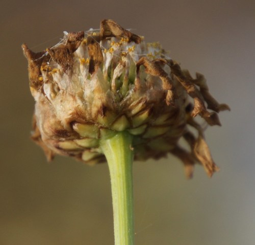 Glebionis coronaria