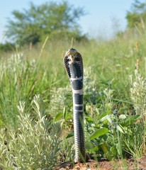 Hemachatus haemachatus