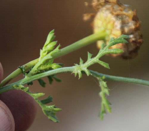 Glebionis coronaria
