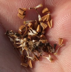 Glebionis coronaria discolor