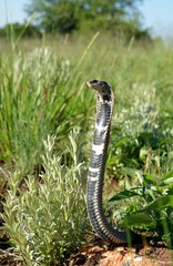 Hemachatus haemachatus