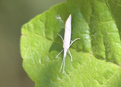 Euceratia castella