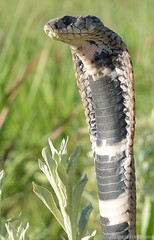 Hemachatus haemachatus