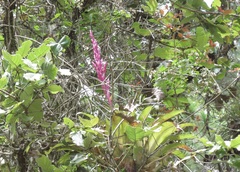 Tillandsia lucida