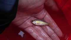 Barbodes semifasciolatus