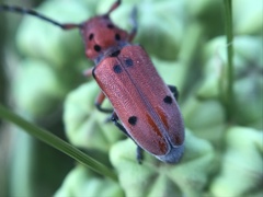 Tetraopes texanus