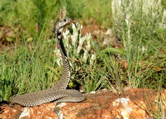 Hemachatus haemachatus