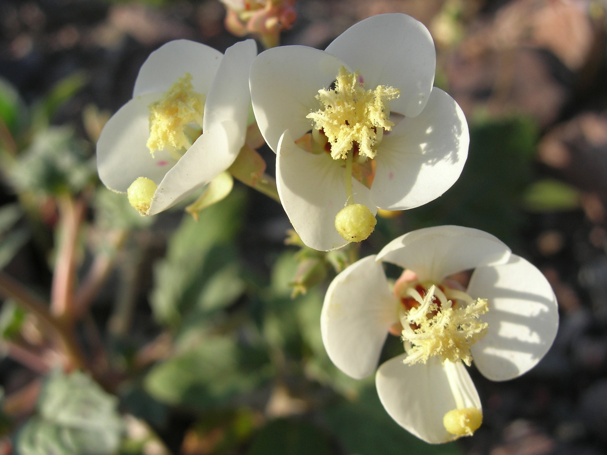 Chylismia claviformis