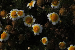 Glebionis coronaria discolor