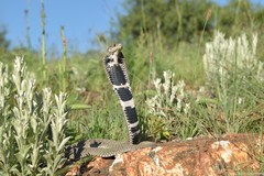 Hemachatus haemachatus