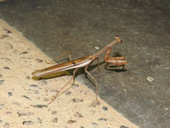 Stagmomantis montana