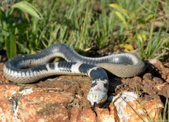 Hemachatus haemachatus