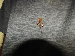 Labeninae