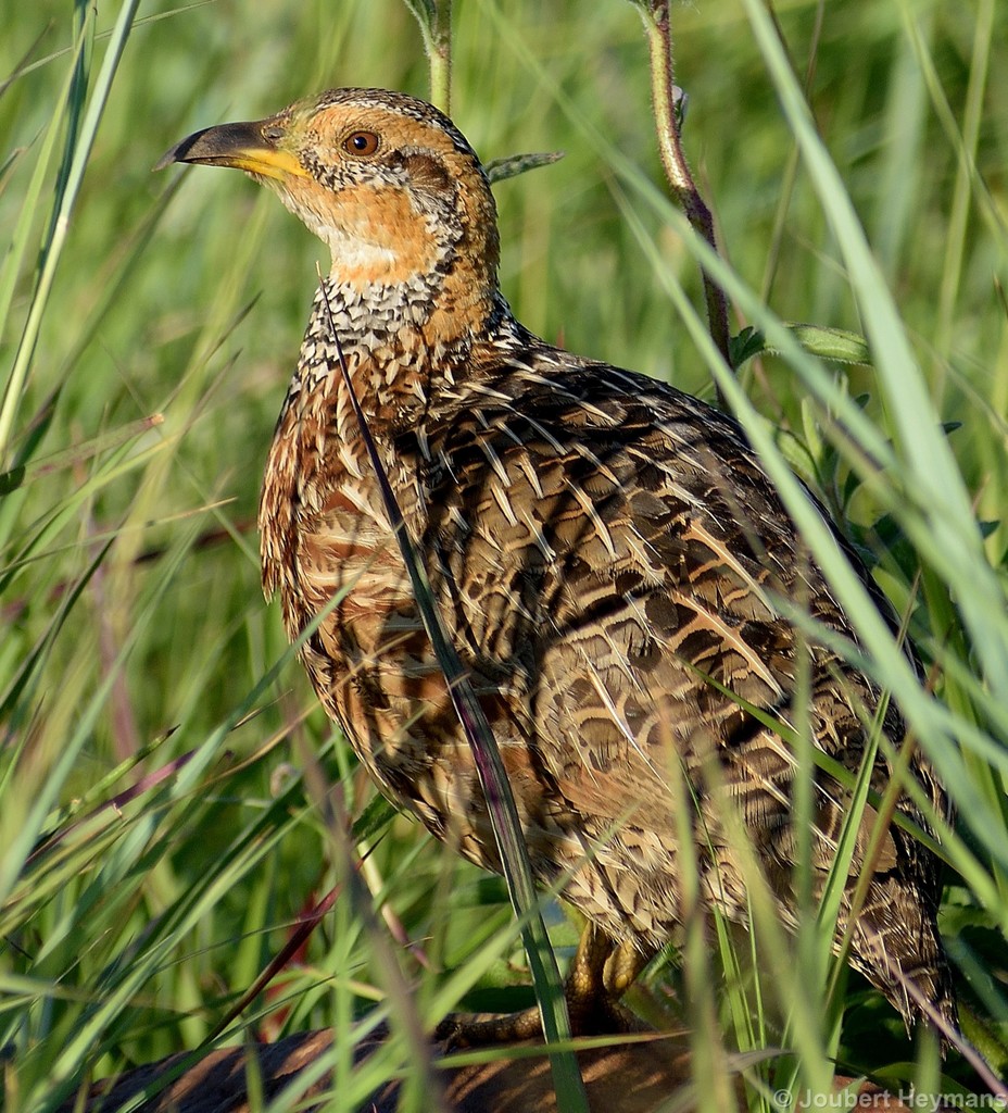 Red-winged Francolin (Scleroptila levaillantii) photo