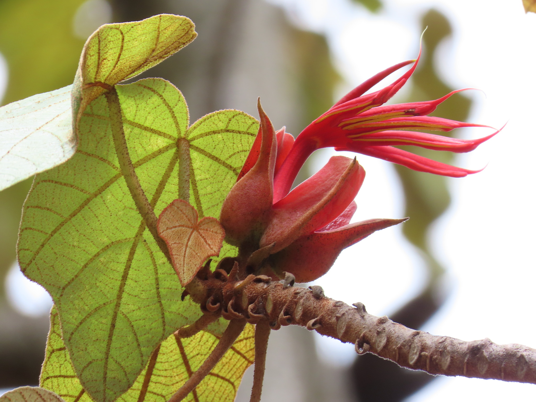 Chiranthodendron pentadactylon