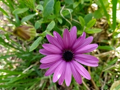 Dimorphotheca fruticosa