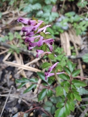 Corydalis sheareri