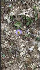 Asteraceae